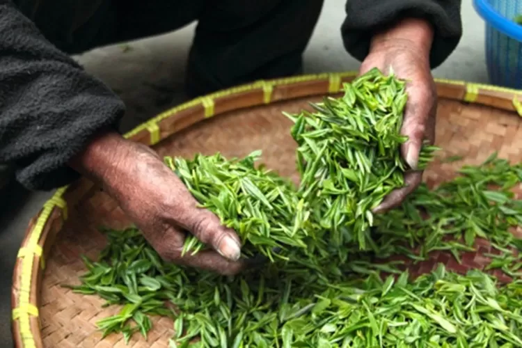 Tren minum teh artisan jadi sorotan utama perkembangan industri minuman di Indonesia (indonesia.go.id)