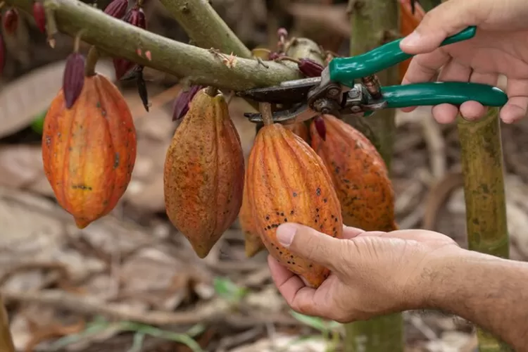 Pengembangan Tanaman Kakao, Kalteng (Freepik)