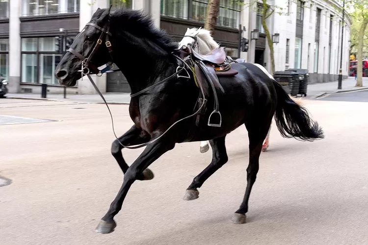 Kabur dari Latihan Rutin, Lima Ekor Kuda Militer Berkeliaran di London Sebabkan Kekacauan, Empat Orang Luka Serta Dua Kendaraan Rusak (Twitter (@Horseandhound))