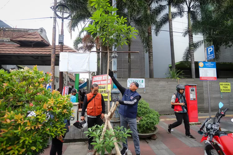 pohon pule yang telah ditanam di kawasan Jalan Sudirman.  (Diskominfo Kota Bandung)