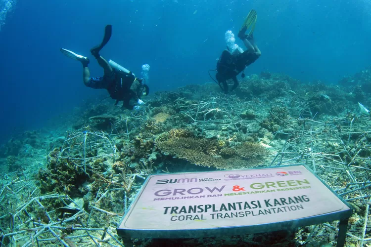 Ada peran tangan-tangan para pelestari lingkungan yang rajin melakukan transplantasi terumbu karang. Salah satunya adalah Kelompok Maratua Peduli Lingkungan.  (Foto: dok/BRI)