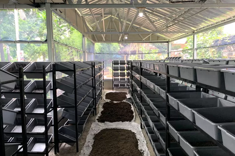 Panen Ratusan Kilo Kasgot, Budidaya Maggot di Kelurahan Sukamiskin Mulai Menuai Hasil (Diskominfo Kota Bandung)