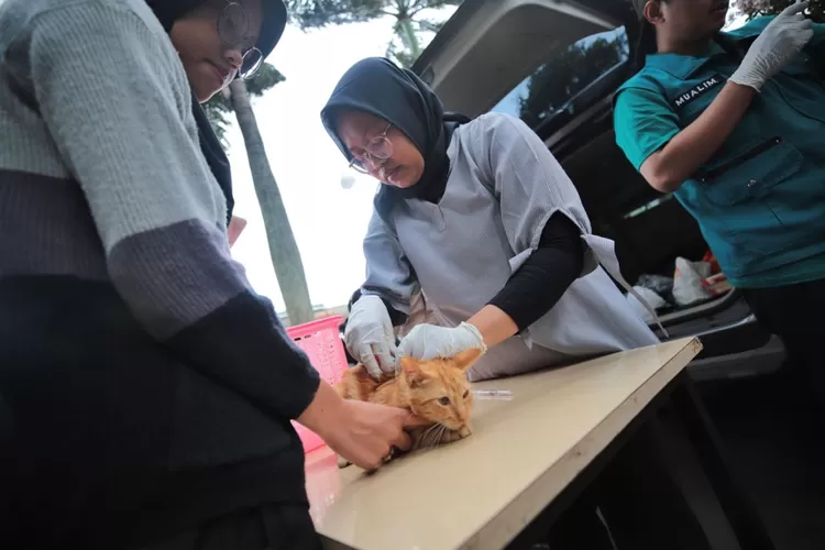 Vaksin Rabies dan Sterilisasi Kucing Liar (Diskominfo Kota Bandung)
