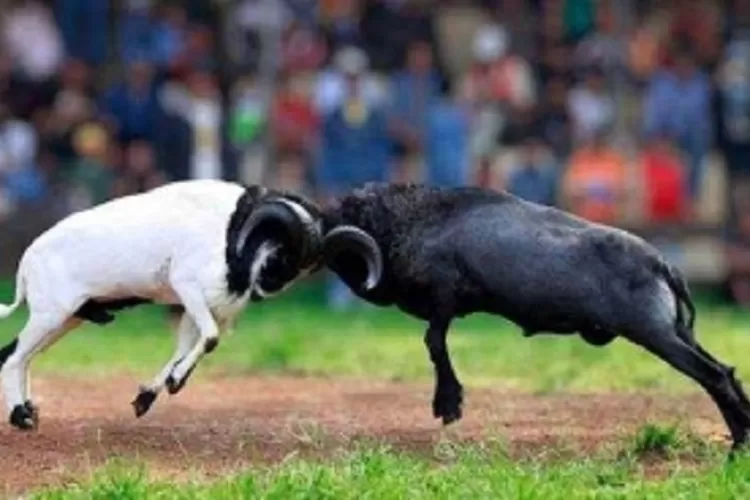 Menyusuri Jejak Arena Adu Domba di Hutan Kota Babakan Siliwangi (Humas Bandung / GoraJuara.com)