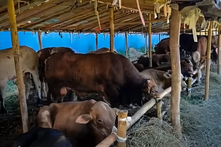 Penjualan hewan kurban di Bandung makin tertib, pelanggaran minim, lokasi strategis, dan berkualitas. Cari tahu lebih lanjut di sini! (Net / GoraJuara.com)