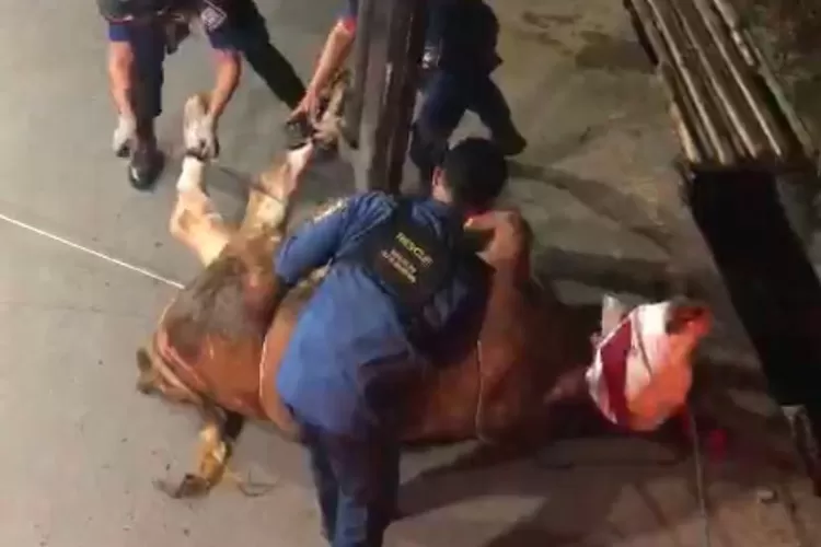 Diskar PB Kota Bandung berhasil menyelamatkan sapi kurban yang terjebak di parit dengan respons cepat dan profesional, memastikan keselamatan hewan dan masyarakat. (Humas Bandung / GoraJuara.com)