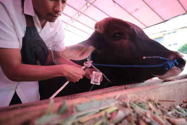 Kota Bandung Bebas PMK dan Antraks: 15.691 Hewan Kurban Diperiksa (Humas Bandung / GoraJuara.com)