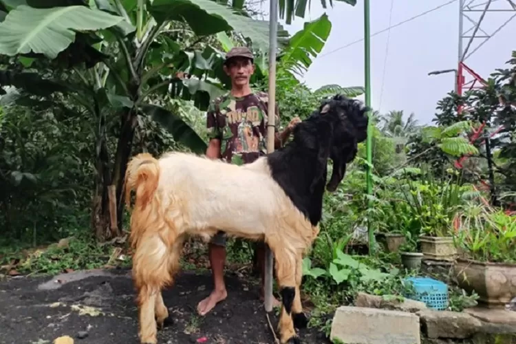 Kisah sukses Trimandiri Farm dalam pemberdayaan UMKM berkat dukungan BRI, dari Desa Tambaksari hingga pasar nasional. (BRI / GoraJuara.com)