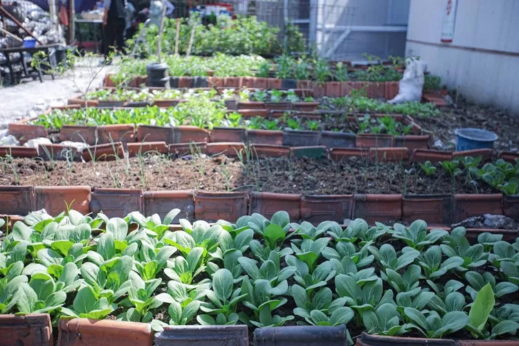 Buruan Sae Kelurahan Merdeka: Dari Hidroponik Hingga Resto dan Supermarket (Humas Bandung / GoraJuara.com)