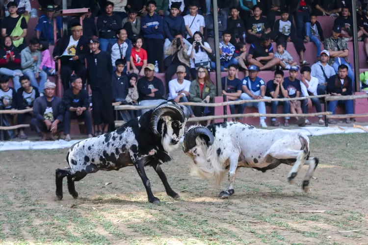 Babakan Siliwangi meriah lagi! Lomba ketangkasan domba Garut kembali hidup setelah 14 tahun, jadi hiburan seru warga Bandung! (Bandung.go.id / GoraJuara.com)
