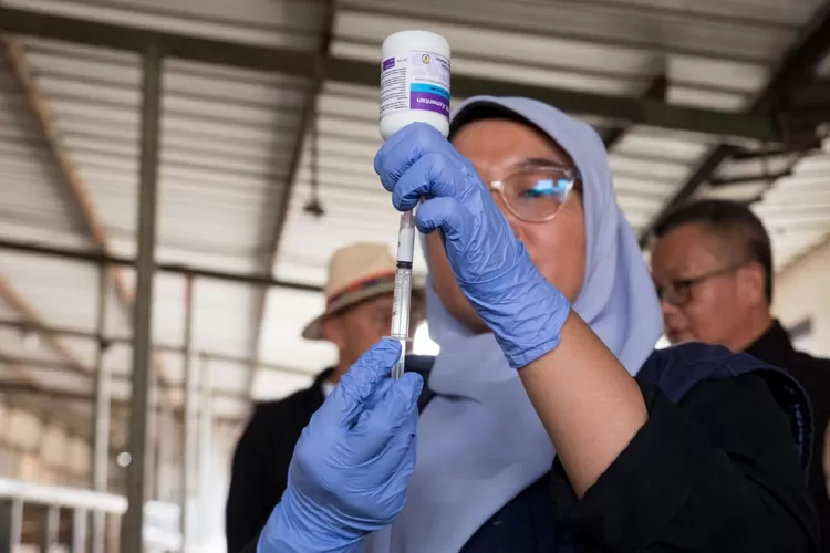 Cegah Penularan PMK, DKPP Kota Bandung Gercep Vaksin 500 Sapi (Diskominfo Kota Bandung)