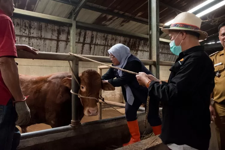 Strategi DKPP Kota Bandung Perkuat Ketahanan Pangan dan Kendalikan PMK (Diskominfo Kota Bandung)