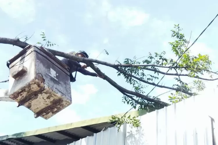 Mitigasi Bencana, DKPP Intensifkan Pemangkasan dan Pengecekan Pohon (Diskominfo Kota Bandung)