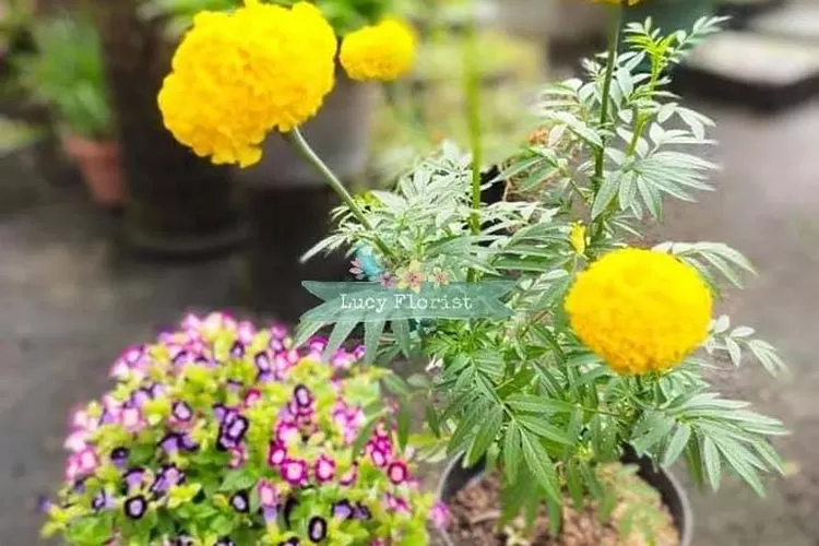 Bunga Marigold, salah satu tanaman hias pengusir nyamuk. (Instagram/@ lucy_florist)