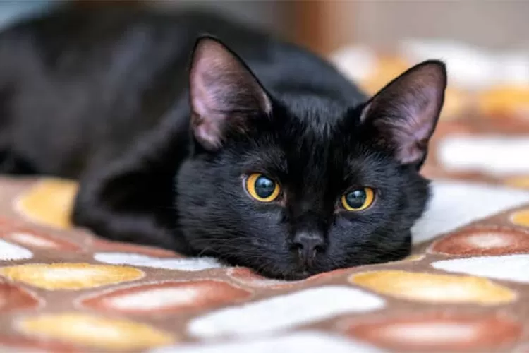 mitos kucing hitam: dari pembawa sial hingga simbol keberuntungan. Temukan kisah menarik di balik makhluk misterius ini (pixabay @AlxeyPnferov / HukamaNews.com)