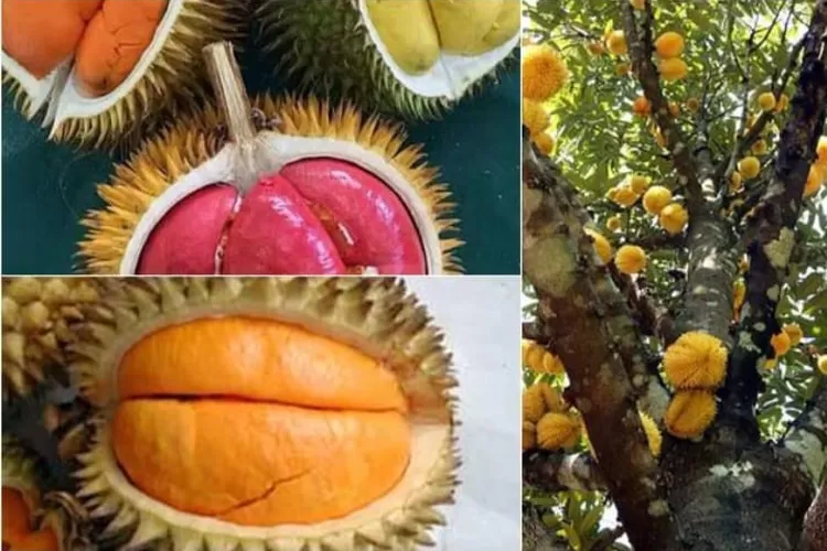 Serumpun Tapi Tak Sama. Inilah 5 Perbedaan Durian dan Lai. Simak Yuk! (Tangkapan Layar Google Sumber : Kalimantan-Bisnis.com)