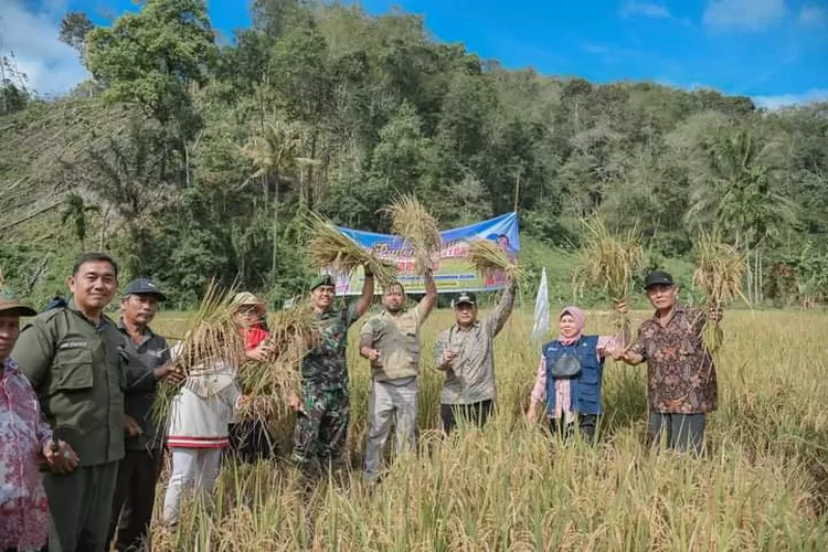 Pj. Walikota Letnan Dalimunthe Dan Danyonif 123/RW Bersama Poktan Kelurahan Silandit Saat Panen Padi.   (Realitasonline.id/rif)