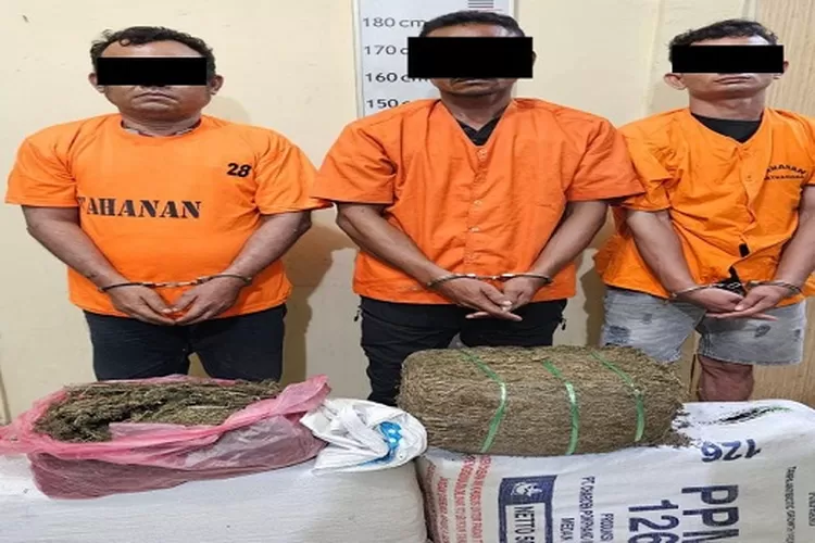 tiga tersangka terlibat kasus Tindak Pidana Penyalahgunaan Narkotika jenis ganja kering ditangkap kepolisian (Realitasonline.id/AA)