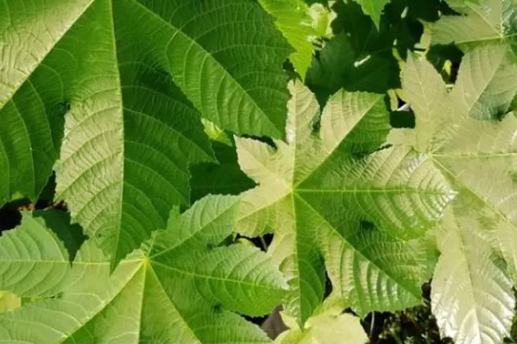 Manfaat Daun Jarak (Ruparupa)