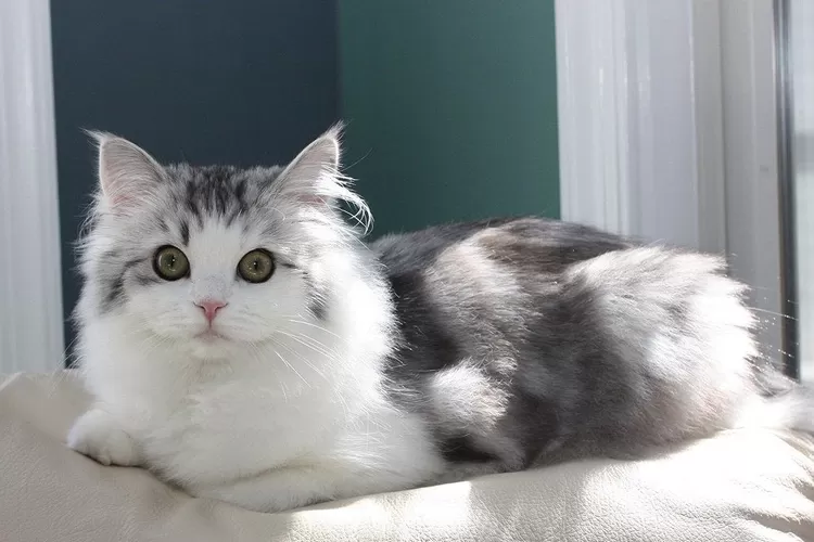 Ras kucing Ragamuffin (Rimma.co)