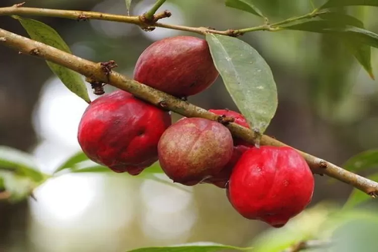 Mengenal Buah Simalakama: Buah Yang Terkenal Dalam Peribahasa ...