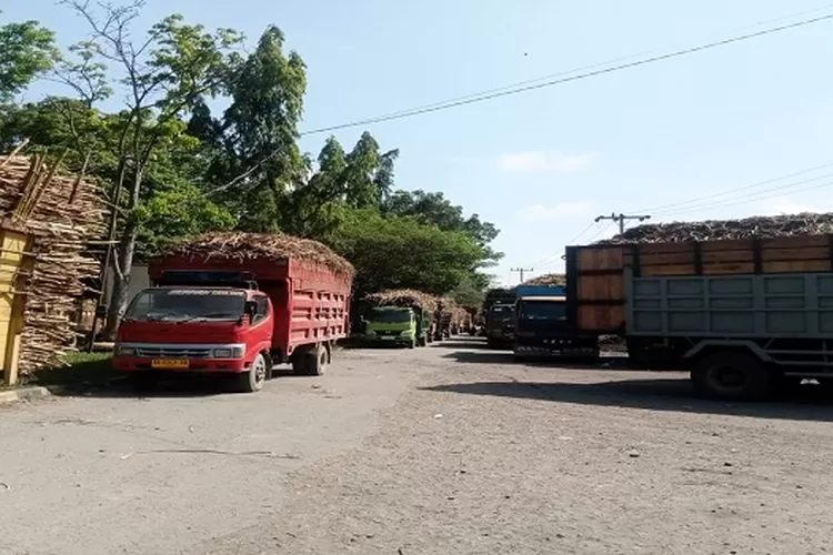 Ratusan truk pengangkut tebu antrian di depan pabrik PGKM akibat mesin boiler pabrik rusak. ( Realitasonline.id/MA)
