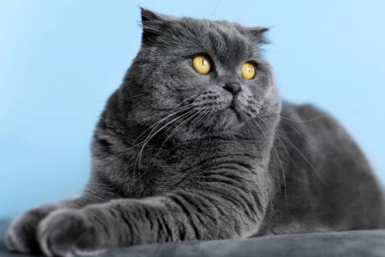 Kucing gembul (Media Indonesia)