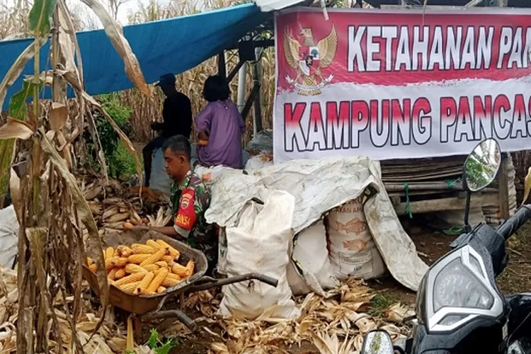 Serka Sumadi sedang membantu warga panen jagung. (Realitasonline.id/zul)