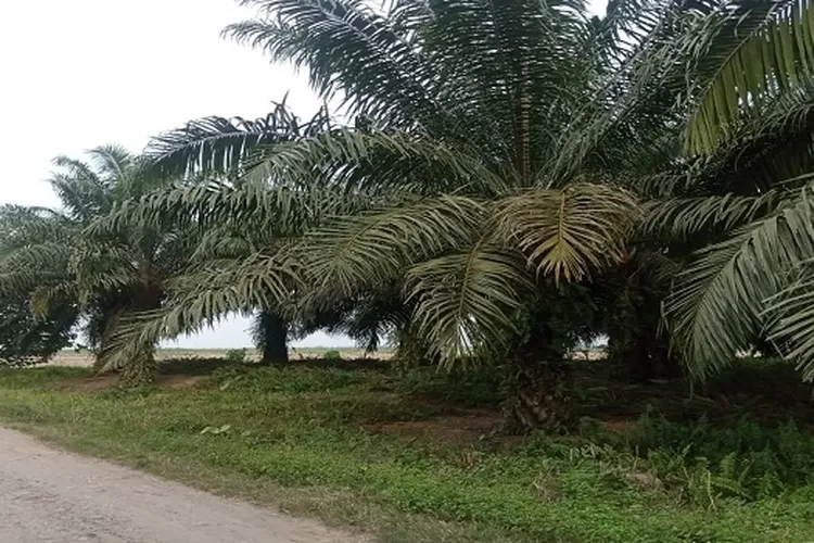 Lahan HGU Kebun Kwala Bingai Rayon Kwala Madu dulunya ditanami tebu sekarang menjadi kebun sawit milik warga (Realitasonline.id/Dok)