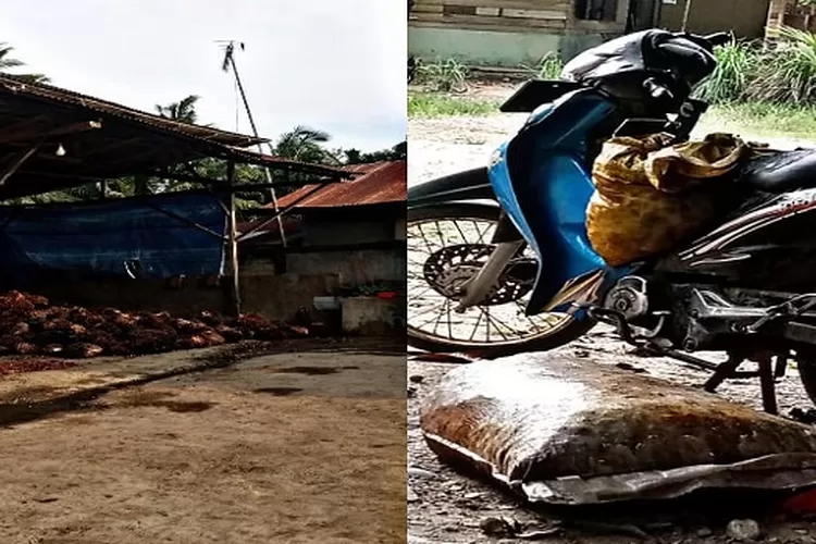 Barang bukti kasus pencurian brondolan dan tokeh agen sawit  (Realitaonline.id/M)