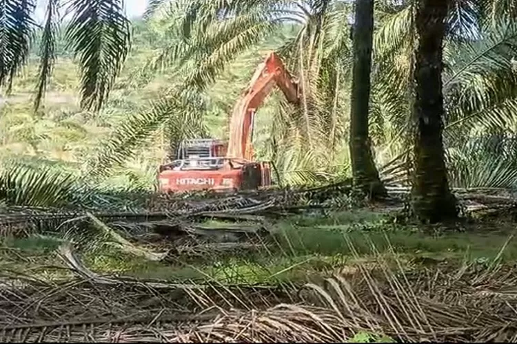 Ekskavator diduga milik PT SSL merusak pohon sawit milik PT ANJA, sehingga memicu konflik kedua belah pihak  (Realitasonline.id/Dok)