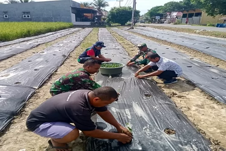 Poktan Mawar Desa Hasahatan Julu kecamatan Barumun Baru lakukan Gerakan tanam cabai  (Realitasonline.id/SS)