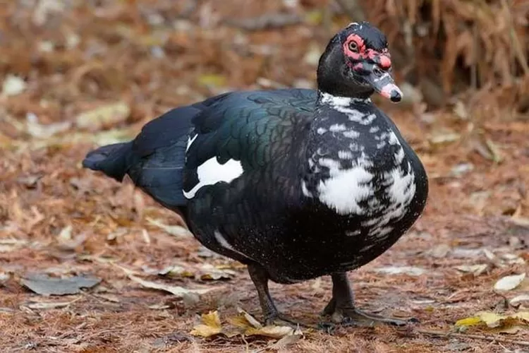  Cara Sukses Bisnis Ternak Entok Bagi Pemula Untuk Meraup Untung Besar. Bagi anda yang ingin beternak unggas seperti entok. Bagaimana cara ternak entok yang menguntungkan? Seperti yang diketahui, ternak entok merupakan salah satu peluang bisnis yang cukup menjanjikan karena harga dagingnya yang cuku