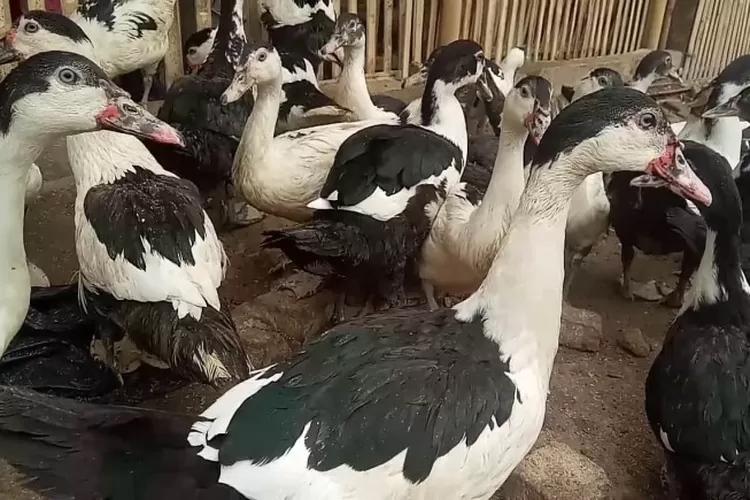 Panduan Lengkap Sukses Berternak Entok dengan Modal Awal Untuk Ternak Entok Yang Harus Disiapkan Bagi Pemula