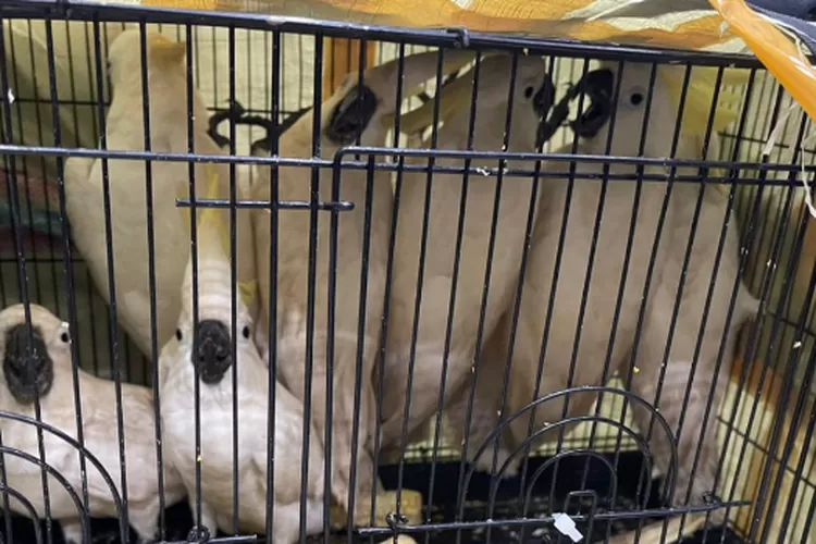 7 ekor Kakak Tua Jambul kuning berhasil diselamatkan dari orang yang membawanya ke loket bus di Ringroad Jalan Sunggal, Kelurahan Tanjung Rejo, Kecamatan Medan Sunggal, Kota Medan pada Rabu (12/6/2024) sore.