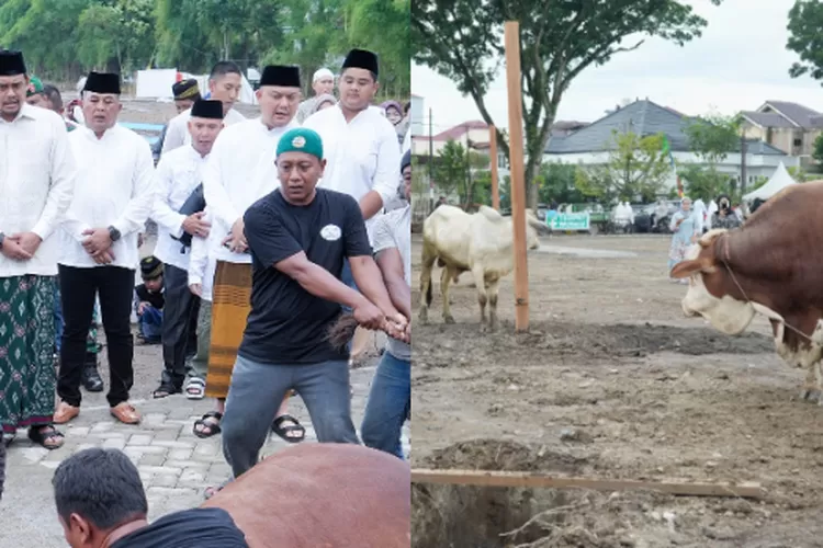 Usai sholat Idul Adha, Walikota Medan Bobby Nasution berqurban 1 ekor sapi di Komplek Perumahan Tasbih I Medan Selayang, Senin (17/6/2024).