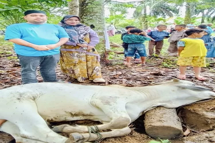 Ketua PWI Paluta Tohong Pangondian Harahap menyaksikan penyembelihan hewan kurban (Realitasonline.id/Dok)