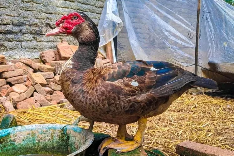 Beternak Entok Lebih Menguntungkan Dibandingkan Ternak Ayam atau Bebek, Cek Faktanya Disini...