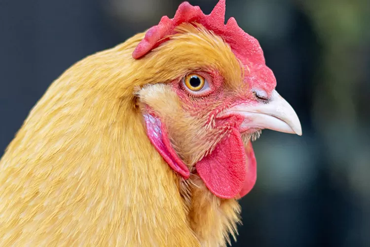 Bejalar Ternak Ayam Kampung Sebagai Peluang Usaha yang Menjanjikan Bagi Masa Depan Anda