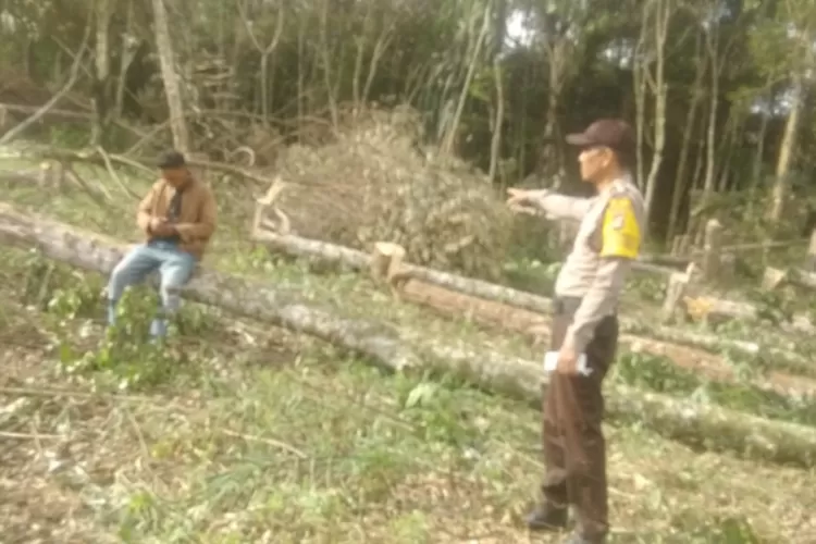 Tampak lahan yang sebelumnya berdiri pohon Kemenyan dan Karet rata dengan tanah. (Realitasonline.id/ AS)