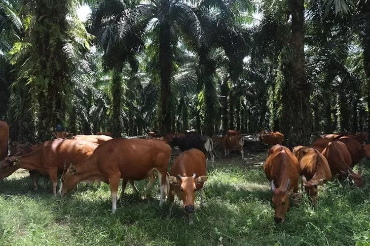 Sapi milik warga masuk di areal perkebunan PTPN IV kebun sawit hulu.Sapi milik warga masuk di areal perkebunan PTPN IV kebun sawit hulu.  (Realitasonline.id/MA)