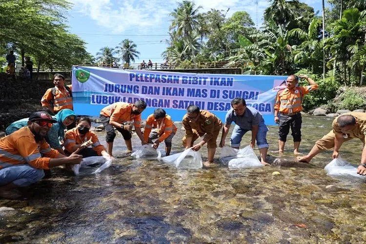 PTAR melepas bibit ikan di Sungai Garoga, Batangtoru, Tapsel. Sejak tahun 2022 hingga kini PTAR konsisten mengembangkan lubuk larangan di Batangtoru ( Realitasonline.id/Dok)