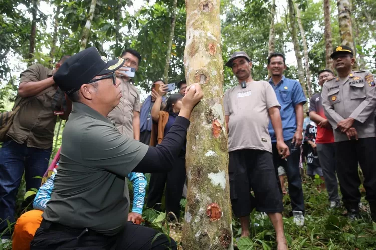 Bupati Taput Jonius TP Hutabarat megamati pohon kemenyan di Adiankoting&nbsp; (Realitasonline.id/Dok)