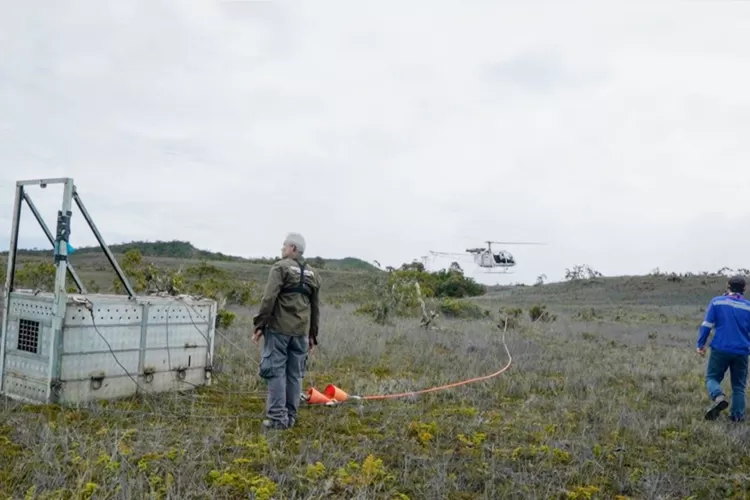 PTAR memfasilitasi pelepasliaran harimau Sumatra "Senja" ke TNGL, Aceh, Rabu (21/5/2025). (Realitasonline.id - Ist)