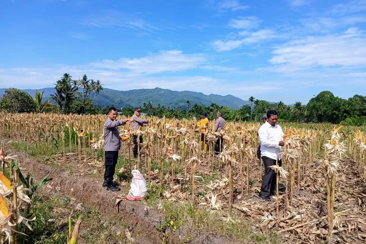 Polres Padangsidimpuan menggelar kegiatan Panen Raya Jagung yang berlangsung di lahan pertanian Desa Siloting, Kecamatan Batunadua, Kota Padangsidimpuan, Sabtu (31/5/2025).(Realitasonline.id - RI)