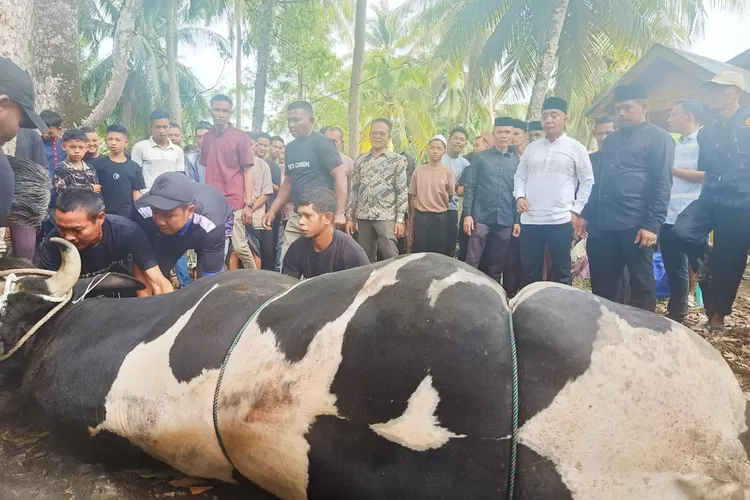 Wakil Bupati Abdya Zaman Akli didampingi Ketua DPRK Roni Guswandi dan Plt Sekda Abdya Rahwadi serta Kadistanpan Hendri menyerahkan sapi kurban sumbangan Presiden Prabowo kepada warga Pante Cermin, Kecamatan Manggeng, Sabtu (7/6/2025)