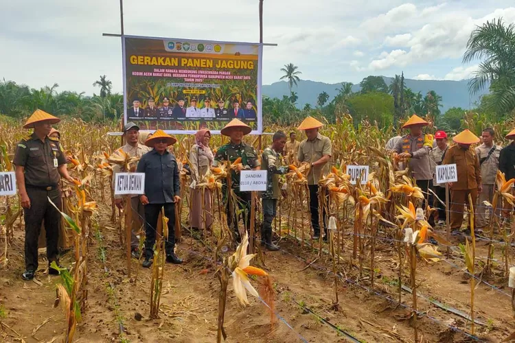 Dandim 0110/Abdya Letkol Inf Beni Maradona mengajak Bupati Abdya Safaruddin dan Ketua DPRK Abdya Roni Guswandi bersama unsur Forkopimda lainnya panen raya jagung di Susoh, Selasa (15/7/2025)