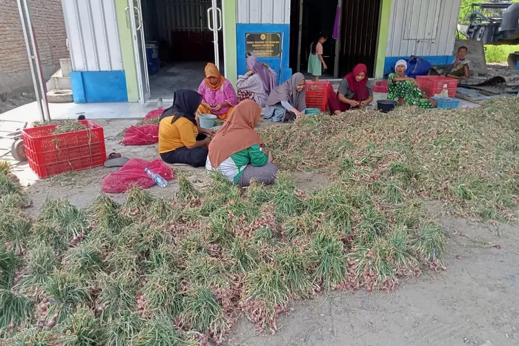 Anggota Koptan Tani Berkah panen bawang variates tajuk di Desa Regemuk Kecamatan Pantai Labu Kabupaten Deli Serdang.