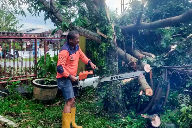 Petugas BPBD tangani dampak cuaca ekstrem, 43 titik pohon tumbang (Realitasonline.id - RH)