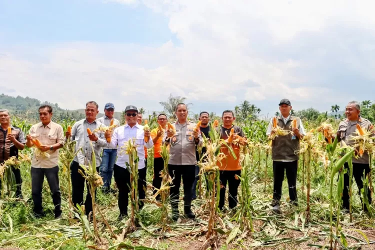 Wali Kota Padangsidimpuan Letnan Dalimunthe dan Kapolres AKBP Wira Prayatna turut serta Panen Raya Jagung Serentak Kuartal III yang digelar di Desa Purwodadi, Kecamatan Padangsidimpuan Batunadua, (Realitasonline.id/Riswandy)